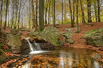 Biosphoto | 2126914 | Creek 'La Sauvenière' in a Beech forest in autumn, Ardennes - Belgium | &copy; Christian Cabron / Biosphoto
