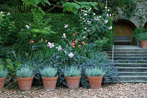 Biosphoto | 891729 | Creeping Charlie Rose-tree Lilys and Strawflower | &copy; Philippe Giraud / Biosphoto
