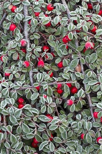 Biosphoto | 2076499 | Creeping cotoneaster (Cotoneaster radicans) fruits and foliage | &copy; Frédéric Tournay / Biosphoto