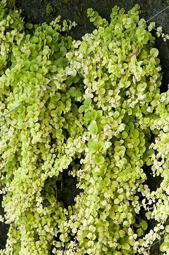 Biosphoto | 1469911 | Creeping jenny 'Aurea' on a vertical garden | &copy; Alexandre Petzold / Biosphoto