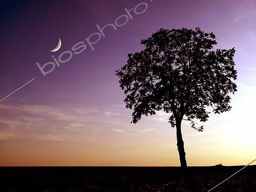 Biosphoto | 2617473 | Crescent Moon and tree at dusk, Seine-et-Marne, France. | &copy; Christophe  Lehénaff / Biosphoto