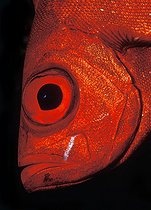 Biosphoto | 981019 | Crescent-tail Bigeye, Ras Mohammed, Sinai, Red Sea, Egypt | &copy; Borut Furlan / WaterFrame / Biosphoto