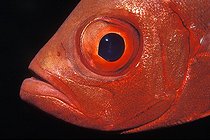 Biosphoto | 981045 | Crescent-tail Bigeye, Ras Mohammed, Sinai, Red Sea, Egypt | &copy; Borut Furlan / WaterFrame / Biosphoto