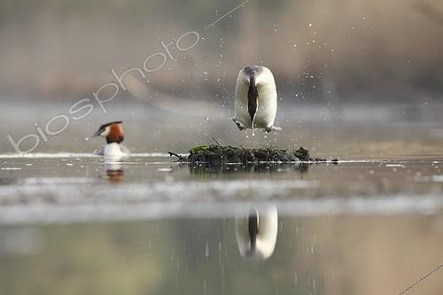 Biosphoto | 2008367 | Crested grebe jumping on floating nest - Alsace France | &copy; Christophe Ravier / Biosphoto