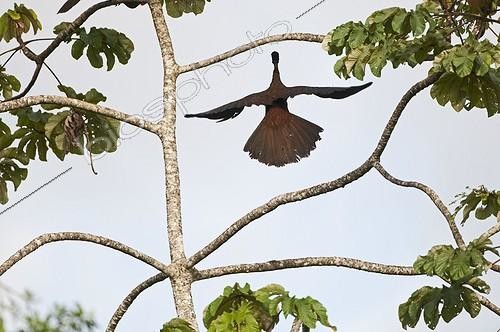 Biosphoto | 1756799 | Crested Guan La Selva Costa Rica | &copy; David Tipling / Biosphoto