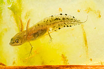 Biosphoto | 2550766 | Crested newt larva (Triturus cristatus) in a pond, Lorraine, France | &copy; Stéphane Vitzthum / Biosphoto