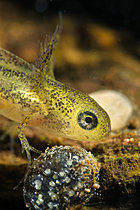 Biosphoto | 2621597 | Crested newt larva (Triturus cristatus) on dead wood in a pond, municipality of Couffy, Loir-et-Cher, France. | &copy; Bruno Guénard / Biosphoto