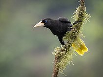 Biosphoto | 2518766 | Crested oropendola (Psarocolius decumanus), Chiriqui, Panama | &copy; Ignacio Yufera / Biosphoto