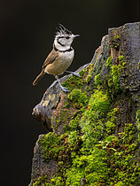 Biosphoto | 2608819 | Crested Tit (Lophophanes cristatus), on mossy log, Valladolid, Spain | &copy; Ignacio Yufera / Biosphoto