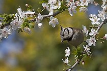 Biosphoto | 1249131 | Crested tit on a branch of plum in the Var France | &copy; Pascal Pittorino / Biosphoto