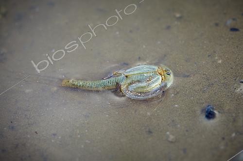 Biosphoto | 2082598 | Crevette à bouclier (Triops cancriformis), plateau du Nedj, Arabie Saoudite | &copy; Olivier Couppey / Biosphoto