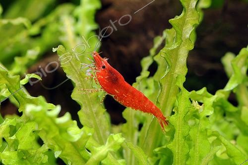 Biosphoto | 2485147 | Crevette d'eau douce (Neocaridina davidi ex. Neocaridina heteropoda) 'Sakura' en aquarium | &copy; Aqua Press / Biosphoto