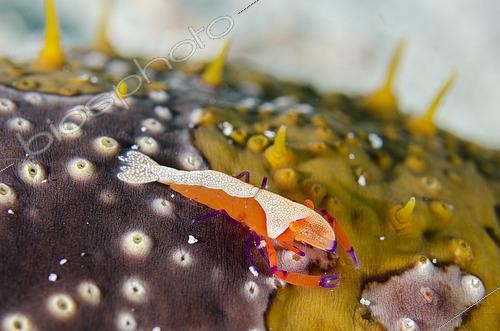 Biosphoto | 2487976 | Crevette nettoyeuse impériale (Zenopontonia rex) sur Holothurie léopard (Bohadschia argus) avec papilles, site de plongée de Crystal Bay Wall, Padang Bai, Bali, Indonésie | &copy; Colin Marshall / Biosphoto