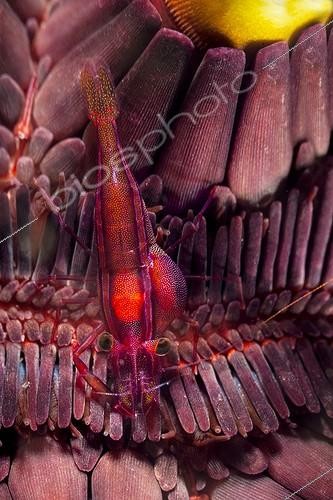 Biosphoto | 1900243 | Crevette nettoyeuse sur Oursin crayon Indonésie | &copy; Fabien Michenet / Biosphoto
