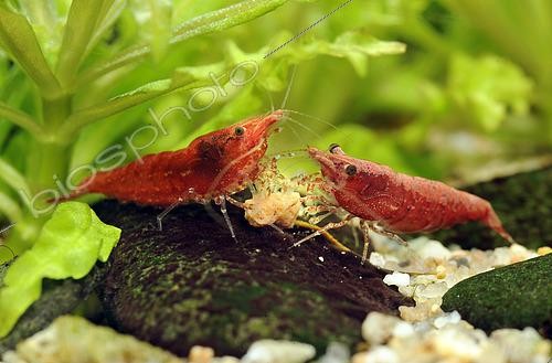 Biosphoto | 2461089 | Crevettes d'eau douce (Neocaridina davidi ex. Neocaridina heteropoda) 'Sakura' se nourrissant en aquarium | &copy; Aqua Press / Biosphoto