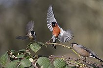 Biosphoto | 2051208 | Cri d'alarme 