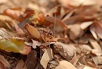 Biosphoto | 1491332 | Cricket in leaf litter, Gran Chaco, Paraguay | &copy; Thomas Vinke / imageBROKER / Biosphoto