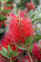 Biosphoto | 2608239 | Crimson bottlebrush (Callistemon citrinus) 'Splendens' | &copy; Marie Aymerez / Biosphoto