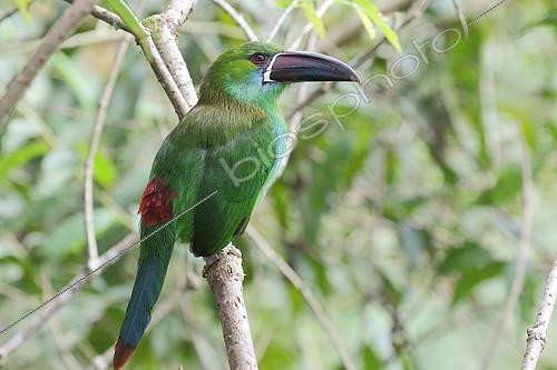 Biosphoto | 2099925 | Crimson-rumped toucanet (Aulacorhynchus haematopygus) portrait, Ecuador | &copy; Jean Mayet / Biosphoto