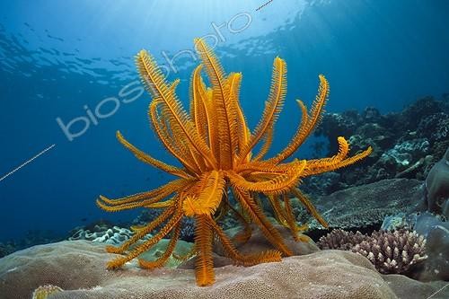 Biosphoto | 2066549 | Crinoid in Coral Reef, Comaster schlegelii, Ambon, Moluccas, Indonesia | &copy; Reinhard Dirscherl / Biosphoto