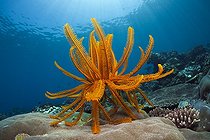 Biosphoto | 2066549 | Crinoïde (Comaster schlegelii) sur récif, Ambon, Moluques, Indonésie | &copy; Reinhard Dirscherl / Biosphoto