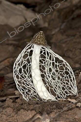 Biosphoto | 1853964 | Crinoline Stinkhorn - Peru ; Bamboo fungus, bamboo pith, stinkhorn or veiled lady (Phallus indusiatus), the cap is covered with a foul-smelling slime, the gleba. Tambopata, Tambopata, Peru, South America | &copy; Guenter Fischer / imageBROKER / Biosphoto