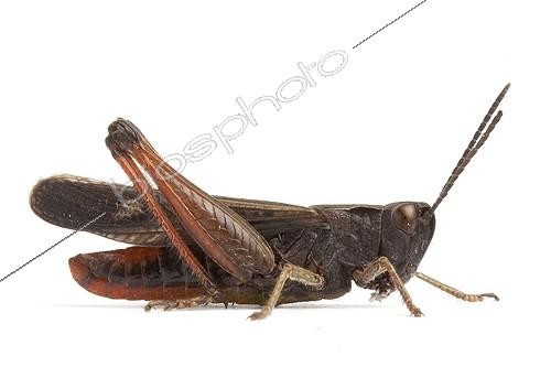 Biosphoto | 1756038 | Criquet noir-ébène de profil sur fond blanc | &copy; Michel Gunther / Biosphoto