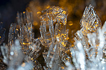 Biosphoto | 2621355 | Cristaux de givre formés à la surface d’une feuille morte, Bessenay, Rhône, France | &copy; Philippe Lebeaux / Biosphoto