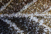 Biosphoto | 2621357 | Cristaux de givre formés à la surface d’une feuille morte, Bessenay, Rhône, France | &copy; Philippe Lebeaux / Biosphoto