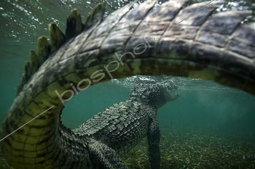 Biosphoto | 2047736 | Crocodile américain sous l'eau - Mer des Caraïbes. Highlight Asferico 2015 | &copy; Mike Korostelev / Biosphoto
