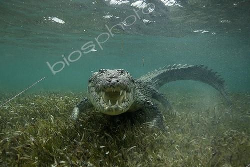 Biosphoto | 2047732 | Crocodile américain sous l'eau - Mer des Caraïbes | &copy; Mike Korostelev / Biosphoto