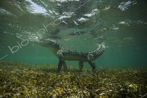 Biosphoto | 2047735 | Crocodile américain sous l'eau - Mer des Caraïbes | &copy; Mike Korostelev / Biosphoto