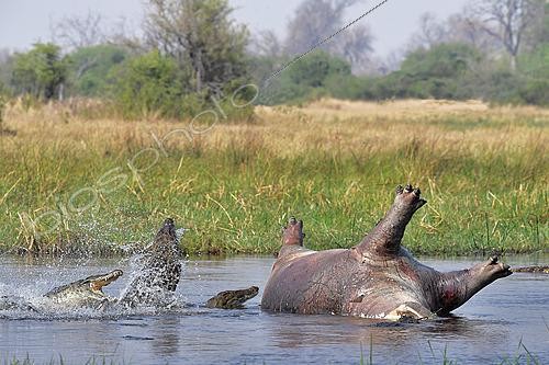 Biosphoto | 2623049 | Crocodiles du Nil (Crocodylus niloticus) et cadavre d'Hippopotame (Hippopotamus amphibius) dans l'eau, Botswana. | &copy; Michel Bureau / Biosphoto