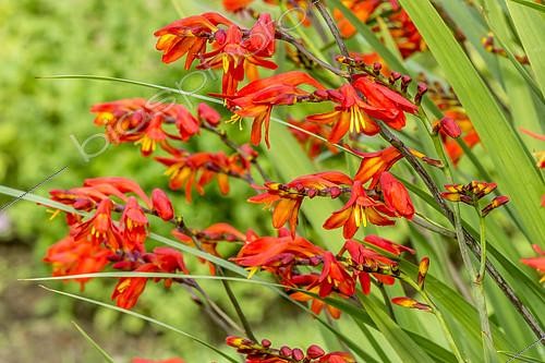 Biosphoto | 2146314 | Crocosmia masoniorum 'Orangerot' | &copy; Alain Kubacsi / Biosphoto