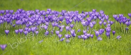 Biosphoto | 1261842 | Crocus | &copy; Carol Sharp / Flowerphotos / Biosphoto