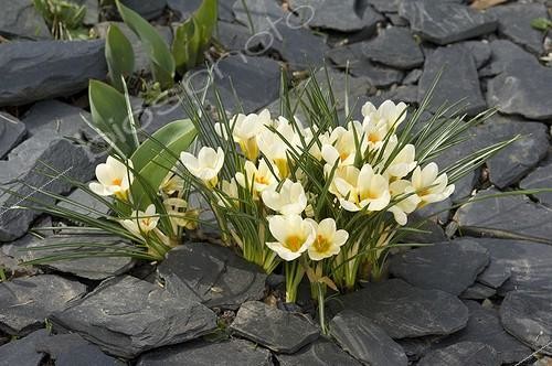 Biosphoto | 1032503 | Crocus ‘Cream Beauty’ surrounded by slates in a garden | &copy; Alexandre Petzold / Biosphoto