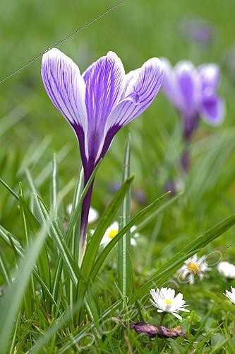 Biosphoto | 2142572 | Crocus (Crocus sp) en fleur en hiver | &copy; Frédéric Didillon / Biosphoto