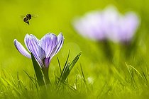 Biosphoto | 2285015 | Crocus (Crocus sp.) with an approaching bee (Apis) in flight, Bavaria, Germany, Europe | &copy; Günter Lenz / imageBROKER / Biosphoto