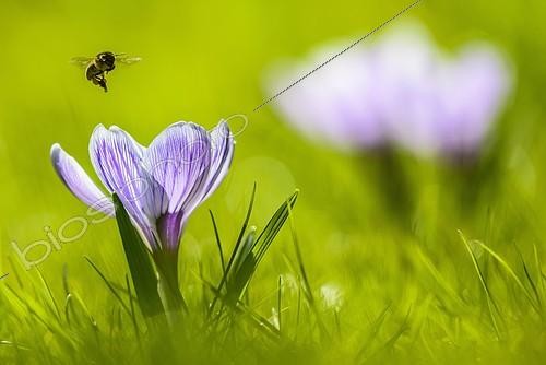 Biosphoto | 2285015 | Crocus (Crocus sp.) with an approaching bee (Apis) in flight, Bavaria, Germany, Europe | &copy; Günter Lenz / imageBROKER / Biosphoto