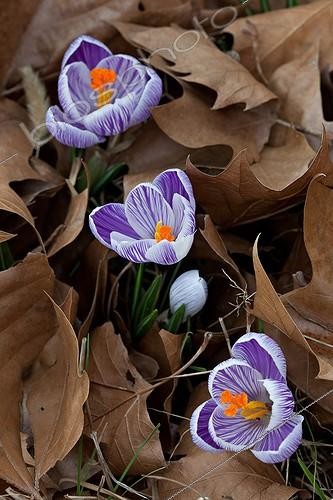 Biosphoto | 1074487 | Crocus in bloom in a garden | &copy; Philippe Giraud / Biosphoto