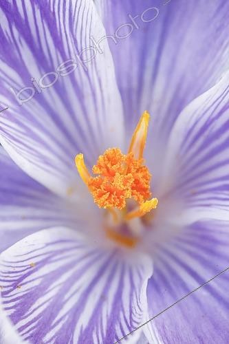 Biosphoto | 2496154 | Crocus in spring | &copy; Patrick Frischknecht / imageBROKER / Biosphoto