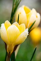 Biosphoto | 2045578 | Crocus jaune en fleur dans un jardin en hiver | &copy; Yann Avril / Biosphoto