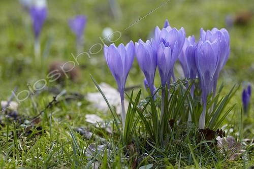 Biosphoto | 2161761 | Crocus tommasinianus | &copy; Visions Pictures / Biosphoto