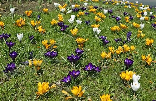 Biosphoto | 444698 | CROCUS VERNUS | &copy; DIGIT images / Biosphoto