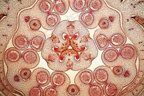 Biosphoto | 1621023 | Cross section of bud of Lys  ; Brightfield illumination, 20 x Canon EOS 450D 12 million pixels. | &copy; Christian Gautier / Biosphoto