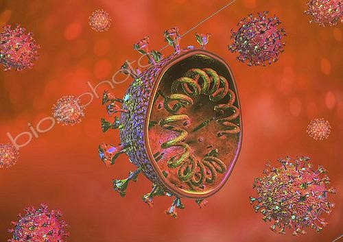 Biosphoto | 2476132 | Cross section of the COVID-19 coronavirus on a colored background. | &copy; Leonello Calvetti / Stocktrek Images / Biosphoto