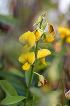 Biosphoto | 2497278 | Crotalaire rétuse (Crotalaria retusa), Maranhão, Brésil | &copy; Marie Aymerez / Biosphoto