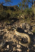 Biosphoto | 1249961 | Crotale à queue noire du nord Santa Catalina mountains USA | &copy; Daniel Heuclin / Biosphoto
