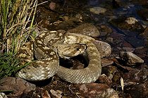 Biosphoto | 1249965 | Crotale à queue noire du nord Santa Catalina mountains USA | &copy; Daniel Heuclin / Biosphoto