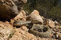 Biosphoto | 1250077 | Crotale à queue noire du nord Santa Catalina mountains USA | &copy; Daniel Heuclin / Biosphoto